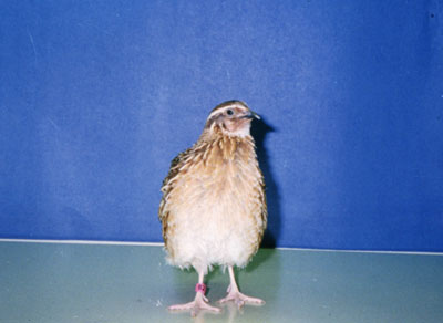a male japanese quail